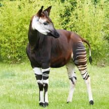 a brown and white horse standing in the grass