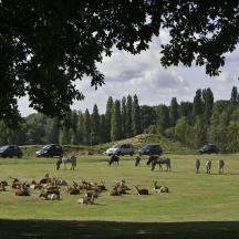a herd of animals grazing in a field with cars