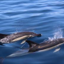 a couple of dolphins swimming in the water