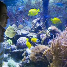 two girls looking at the fish in an aquarium