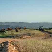 a herd of animals grazing on a hill with a dirt road