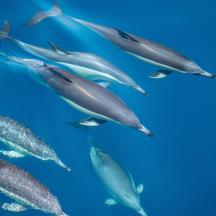 a group of dolphins swimming in the ocean