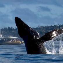 a whale in the water with a boat in the background