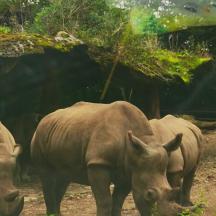 to næsehorn stående i snavs i en zoologisk have