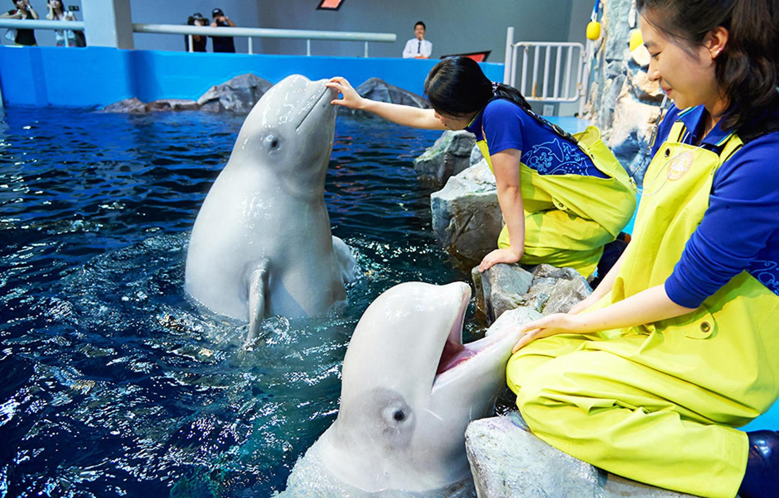 アクアプラネット麗水 入館チケット