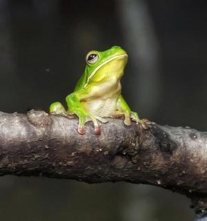 a green frog sitting on a tree branch