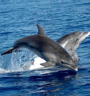 dua ekor ikan lumba-lumba melompat keluar dari air