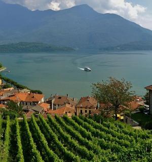 เมืองที่มีไร่องุ่นมากมายและมีเรืออยู่ในน้ำ