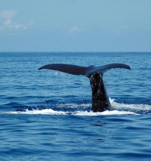 海洋中的鲸鱼尾巴