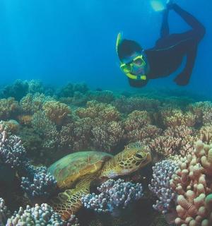 一名男子与一只海龟一起在珊瑚礁上游泳