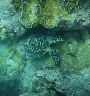 a sea turtle is sitting on the coral reef