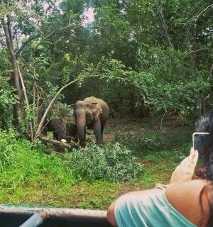一名女子在森林里给两头大象拍照