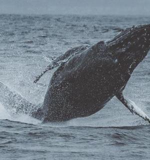 a dolphin is in the water in the ocean