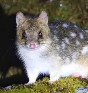 a small brown and white hamster standing on a rock