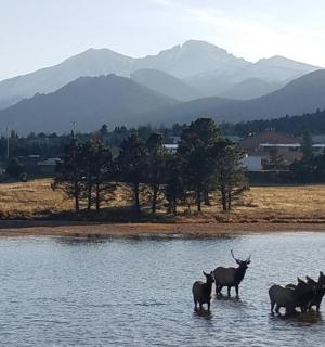 a group of animals standing in the water