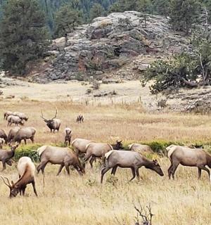 a herd of deer grazing in a field