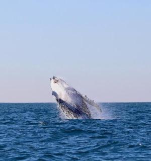 วาฬหลังค่อมกระโดดออกมาจากน้ำ