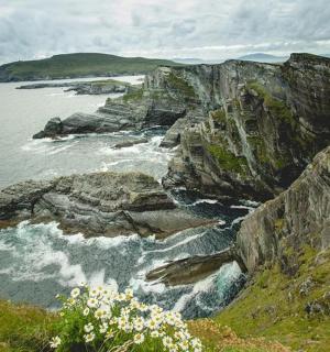 a rocky shoreline with the ocean and flowers on it