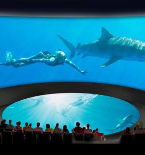 一群人正在观看一个有鲨鱼的大型水族馆