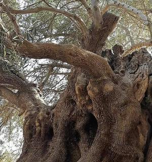 一棵大树树干的特写