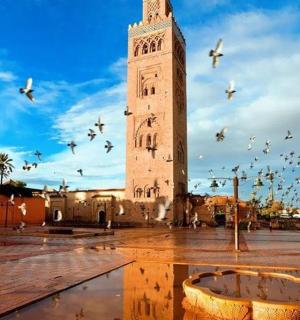 一群鸟在钟楼周围飞翔