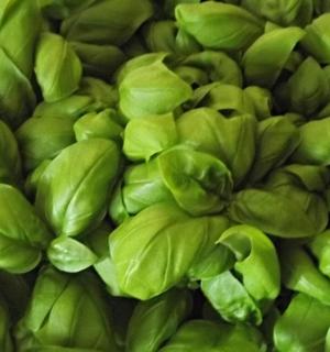 一束绿色生菜的特写