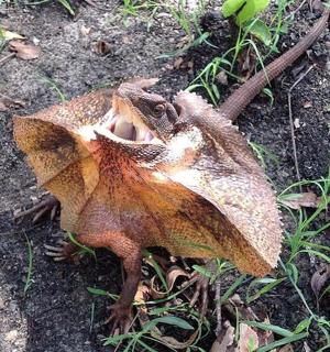 a leaf on the ground with its mouth open