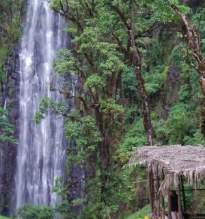 a waterfall in the middle of a forest