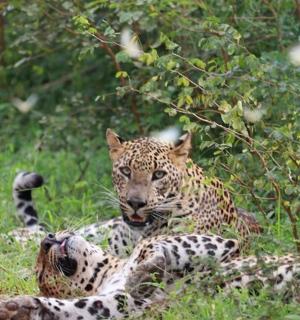 一只豹子躺在田野的草地上