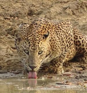 一只美洲虎正在水坑喝水