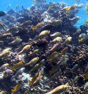 a group of fish on a coral reef