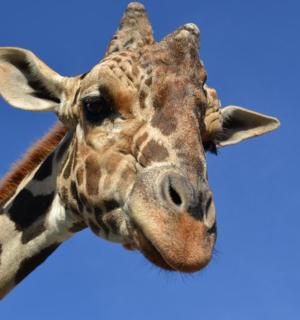 a close up of a giraffe looking at the camera