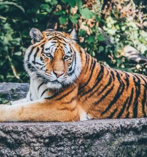 a tiger is sitting on a rock