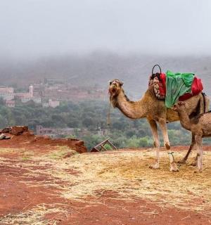 dva velbloudi stojící na vrcholu hory