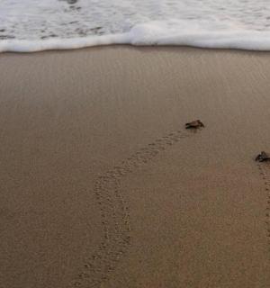 two turtles footprints in the sand on the beach
