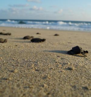 a group of animals laying on the beach
