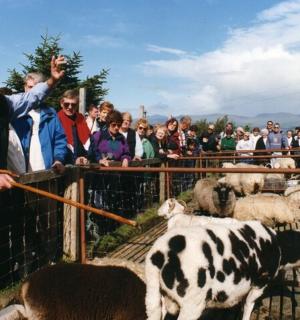 一群人正在看围栏里的一头牛