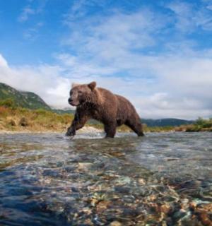 一只棕熊在河里行走
