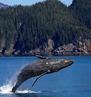 a humpback whale jumping out of the water
