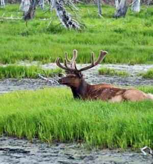 jelen ležící v trávě na poli