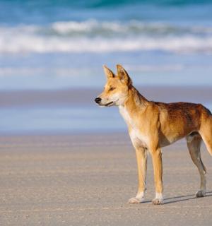 a brown dog standing on a sandy beach
