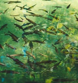 一群在水中游动的鱼