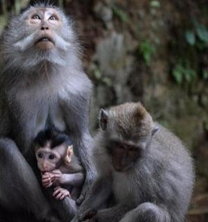 two monkeys sitting on a rock with a baby monkey