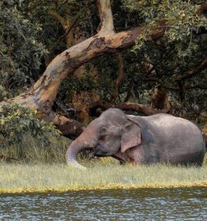 一头大象站在水边的草地上