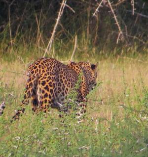 a leopard walking through a field of tall grass