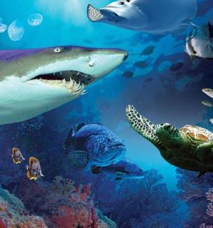 一条鲨鱼和一只海龟在海里游泳