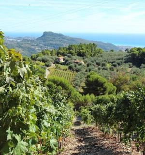 可以看到海景的葡萄园
