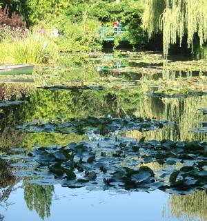 a pond filled with lots of water turtles