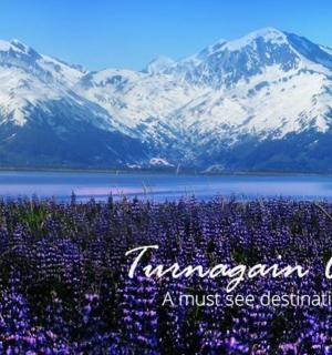 a field of purple flowers with mountains in the background
