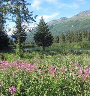 a field of flowers with a lake and mountains